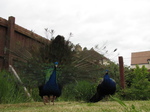 SX27031 Peacock display fanning feathers [Pavo cristatus] in garden.jpg